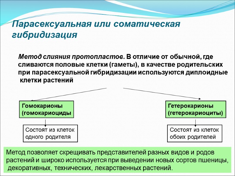 Парасексуальная или соматическая гибридизация Метод слияния протопластов. В отличие от обычной, где  сливаются